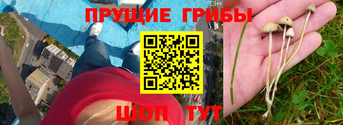Псилоцибиновые грибы ЛСД  Псилоцибиновые грибы Cubensis  Вход с VPN  Тверь 